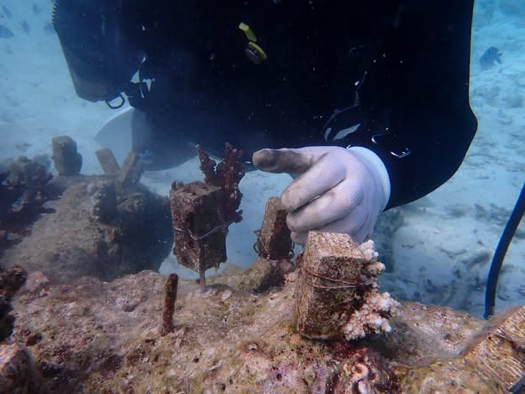 恩納村の山田ポイントに植え付けられたウスエダミドリイシのサンゴ苗